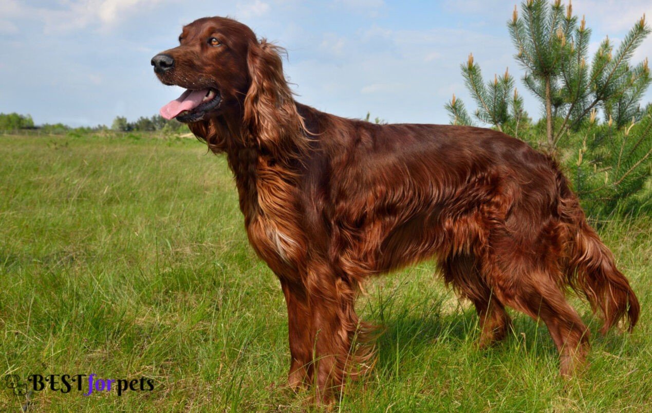 Irish Setter- Most Eye-Catching Red Coated Dog Breeds