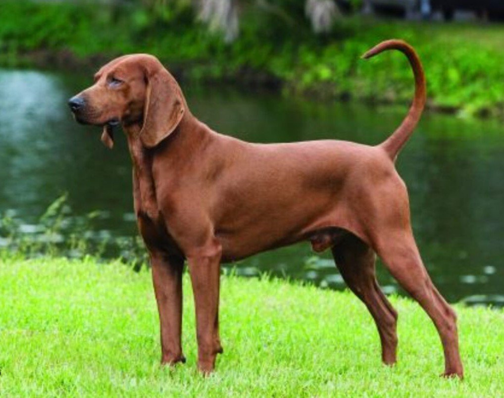 Redbone Coonhound- Most Eye-Catching Red Coated Dog Breeds