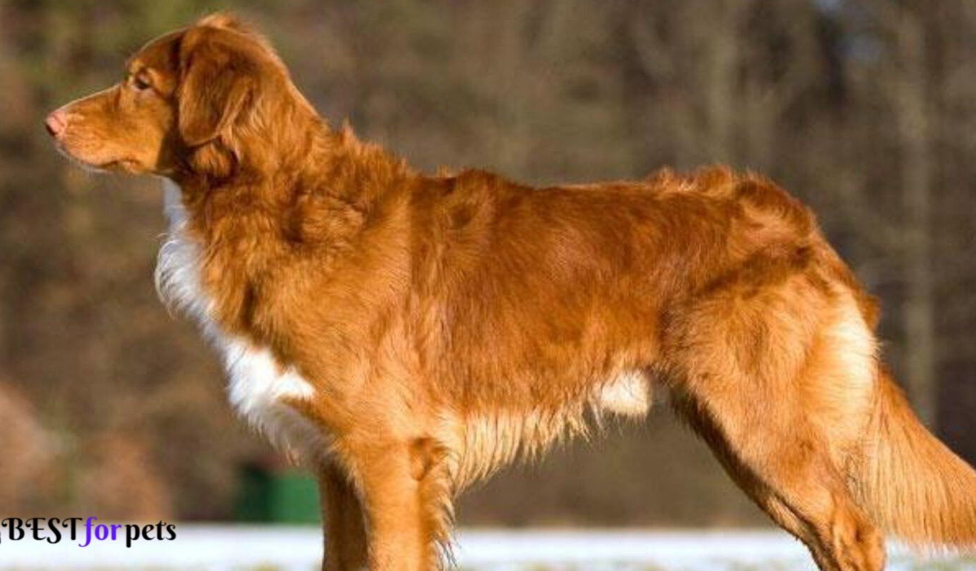 Nova Scotia Duck Tolling Retriever- Most Eye-Catching Red Coated Dog Breeds