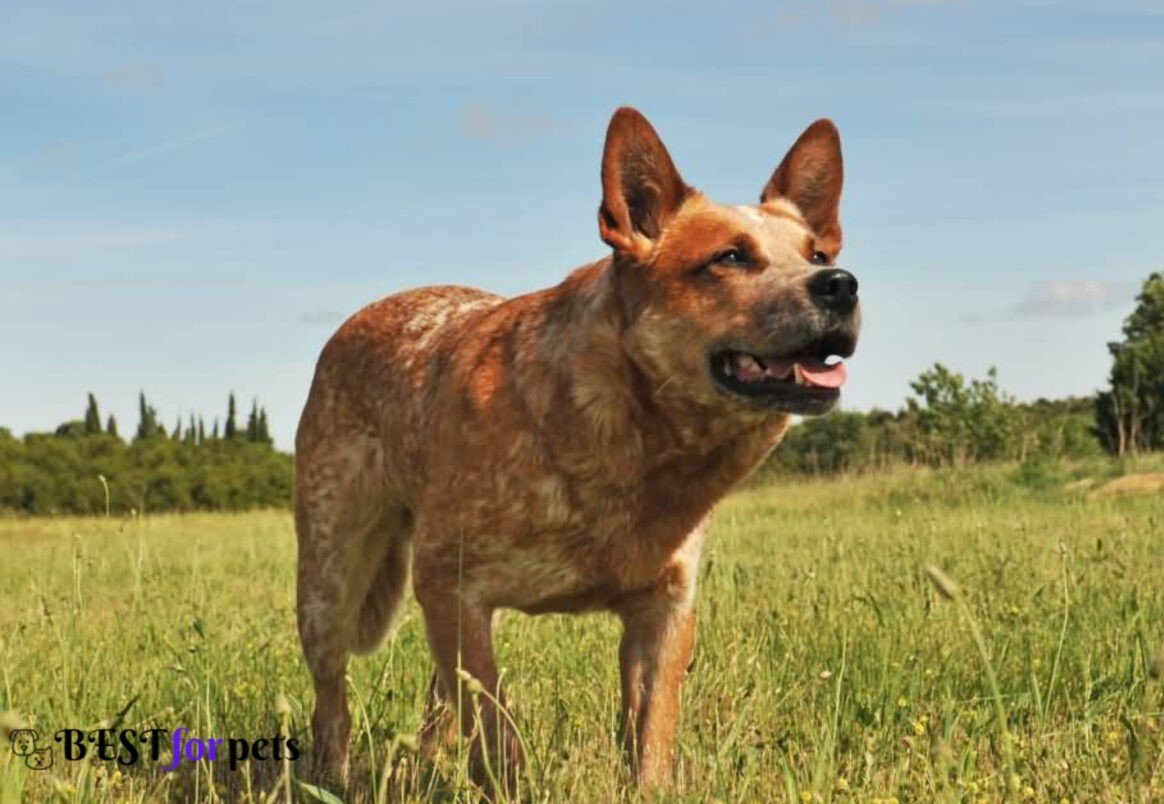 Australian Cattle Dog- Most Eye-Catching Red Coated Dog Breeds