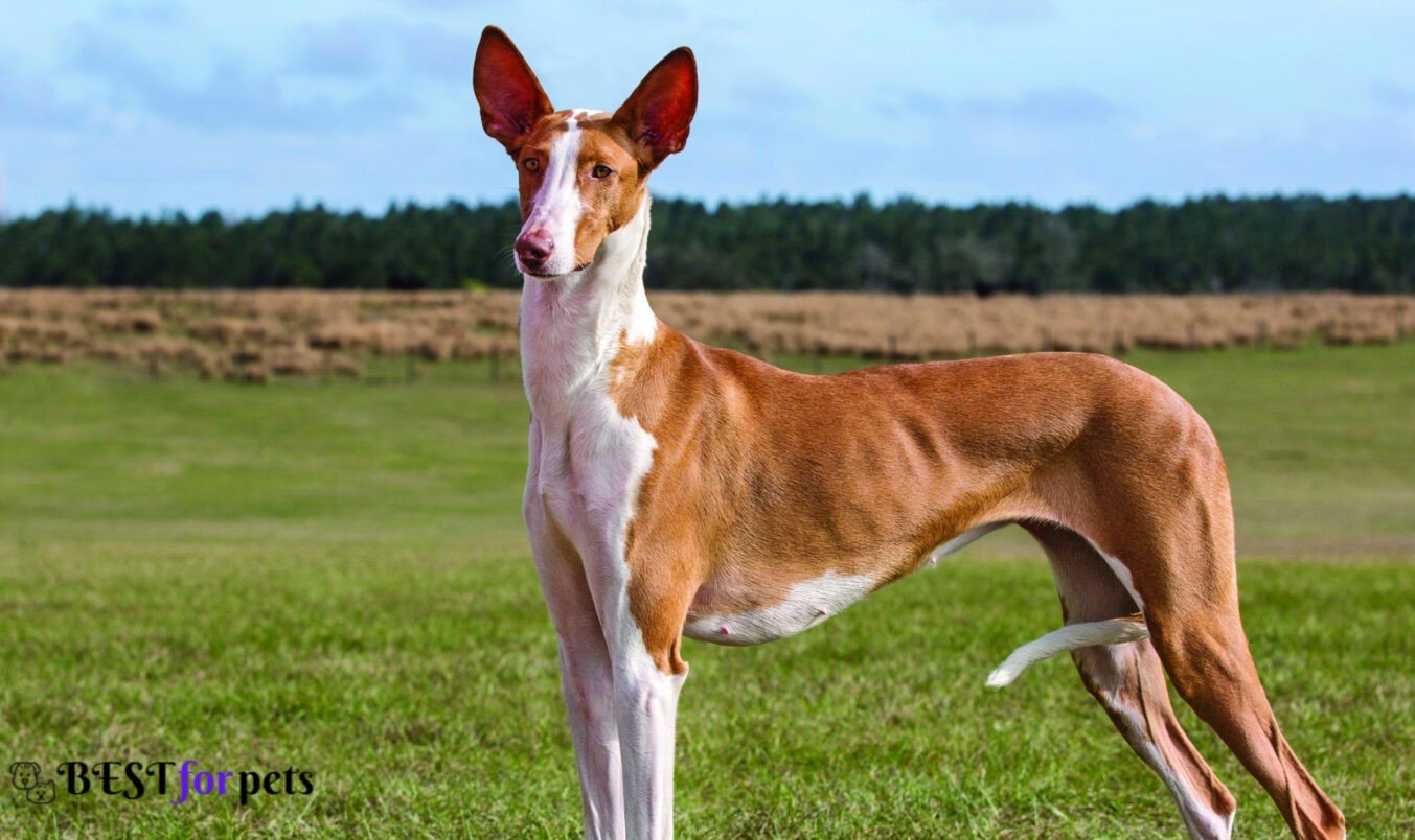 Ibizan Hound- Most Eye-Catching Red Coated Dog Breeds