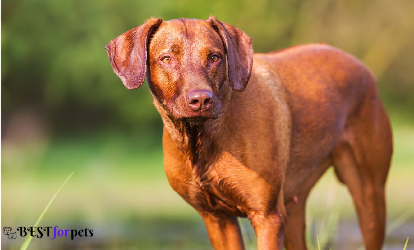 Basenji- Most Eye-Catching Red Coated Dog Breeds