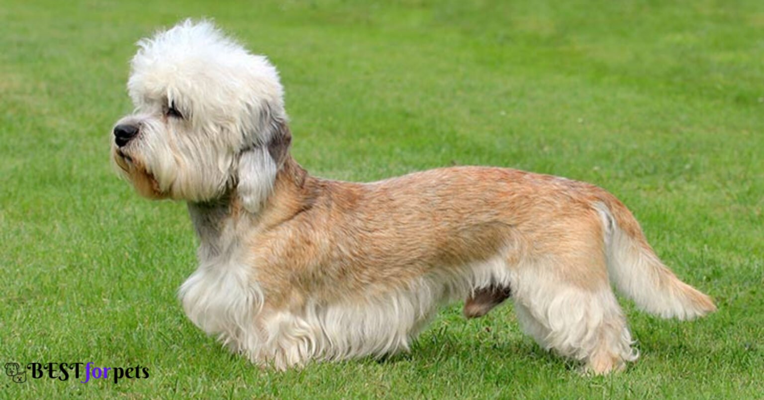 Dandie Dinmont Terrier- Most Eye-Catching Red Coated Dog Breeds