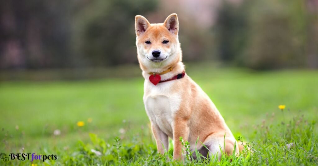 Shiba Inu- Most Loyal Dog Breed In The World