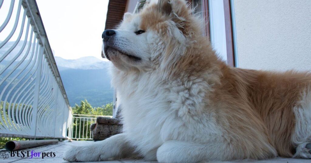 Akita- Most Loyal Dog Breed In The World