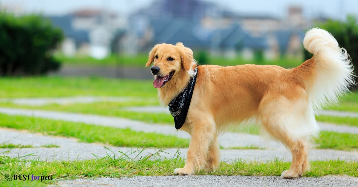 Golden Retriever - Most Photogenic Dog Breed