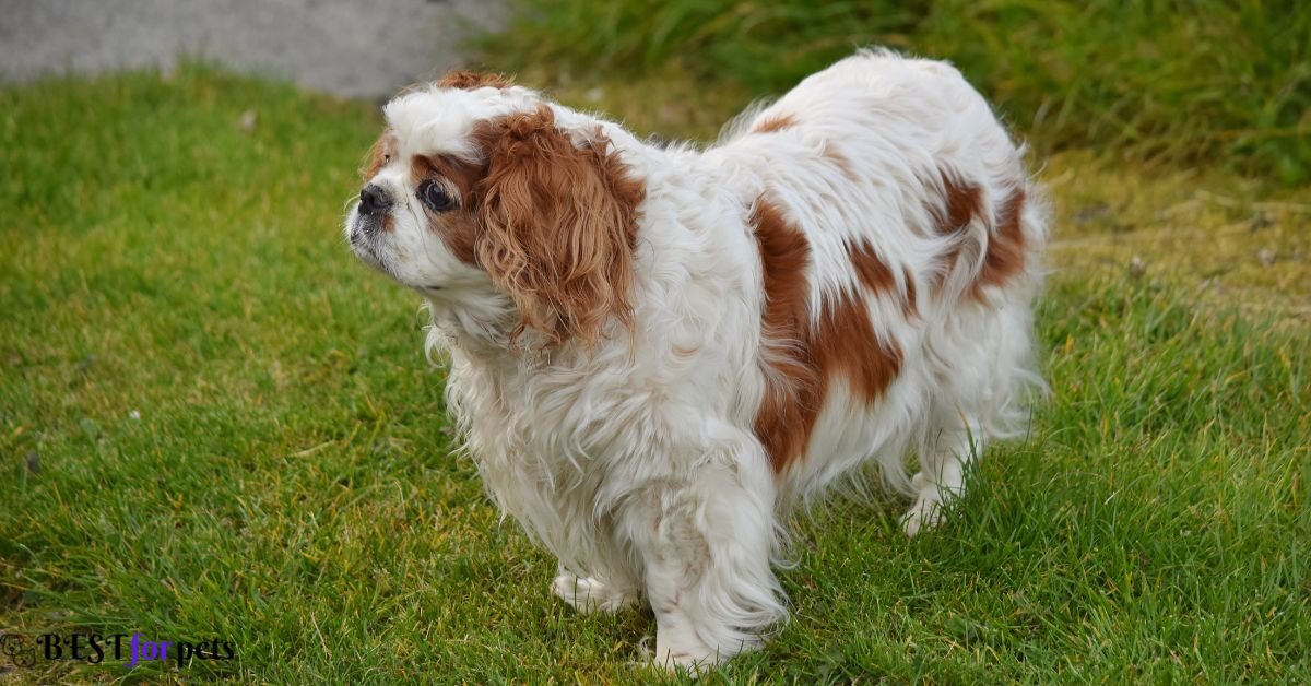 Cavalier King Charles Spaniel- Most Photogenic Dog Breed