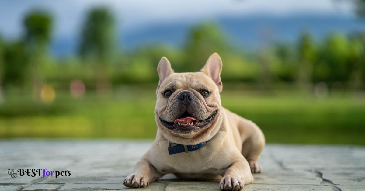 French Bulldog - Most Photogenic Dog Breed