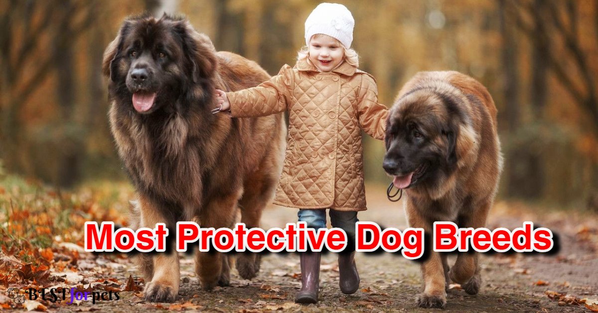 Most Protective Dog Breeds In The World
