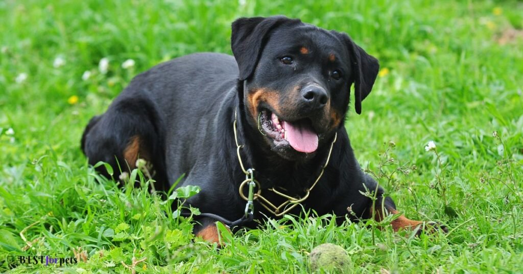 Rottweiler - Most Protective Dog Breed In The World