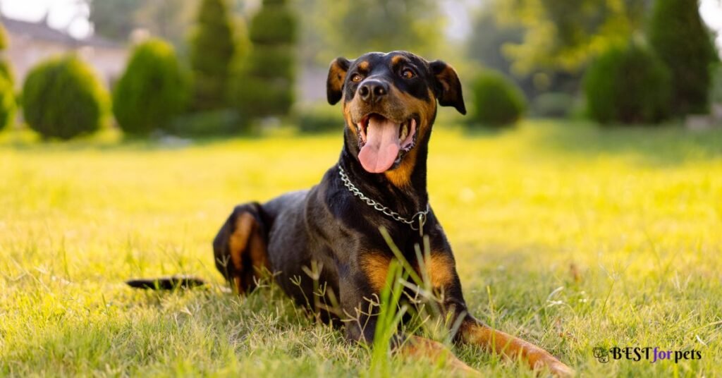 Doberman Pinscher - Most Protective Dog Breed In The World