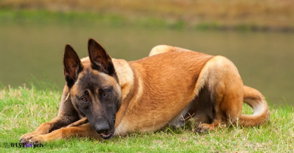 Belgian Malinois - Most Protective Dog Breed In The World