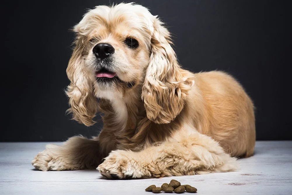 Reasons Why Dogs Leave Food On The Floor in india