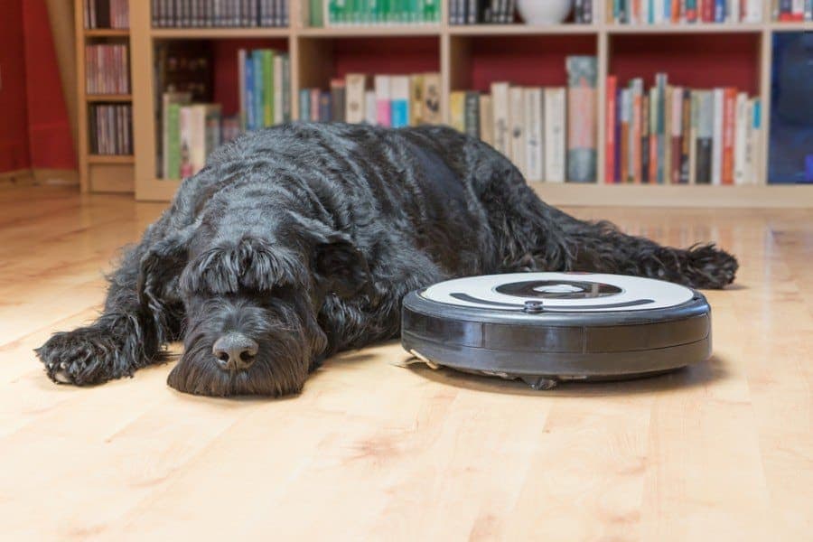 Top 15 Reasons Dogs Leave Food On The Floor