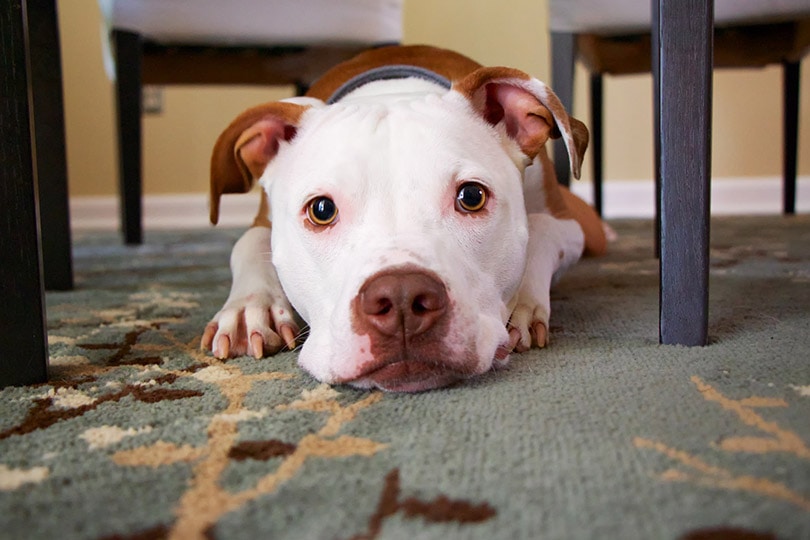 Reasons Why Dogs Leave Food On The Floor in india