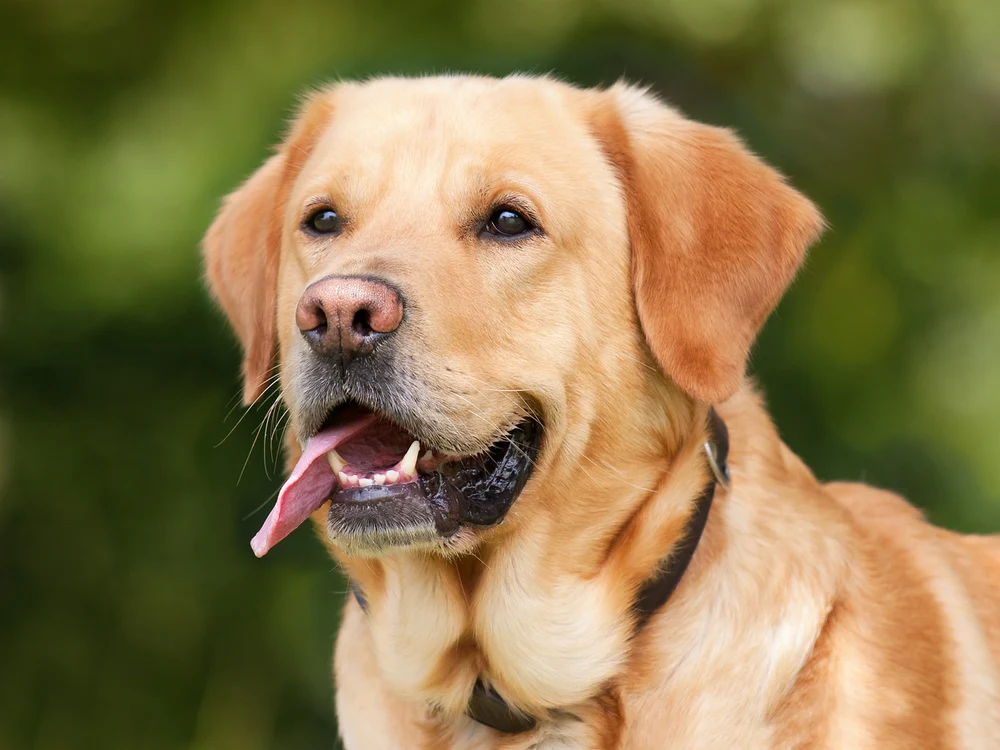 Reasons Why Dogs Leave Food On The Floor in india