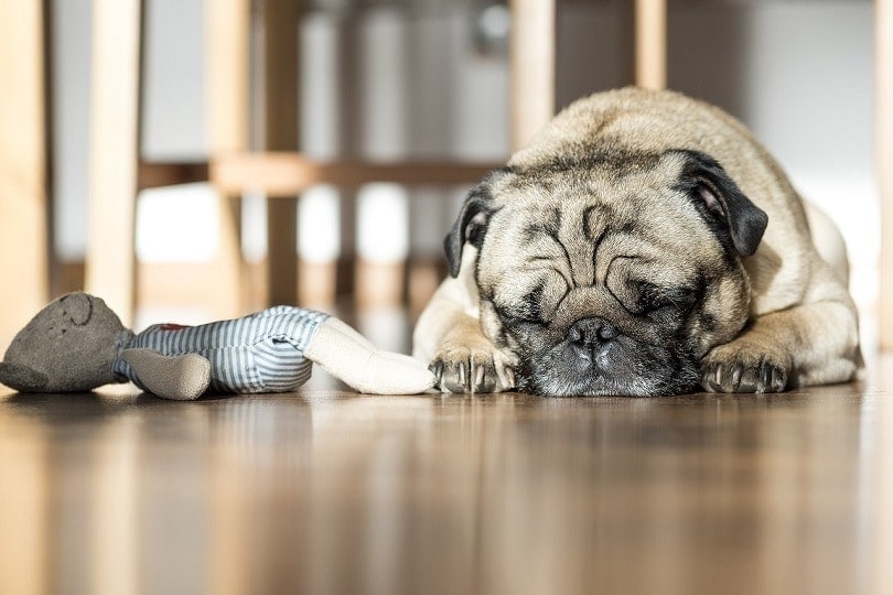 Reasons Why Dogs Leave Food On The Floor in india