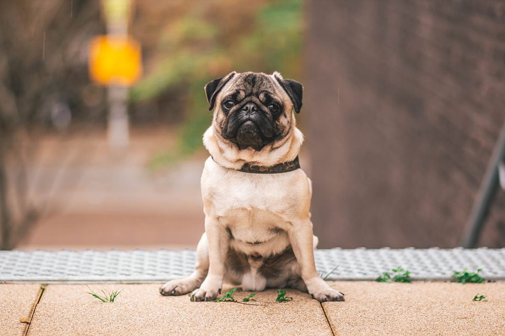 Reasons Why Dogs Leave Food On The Floor in india