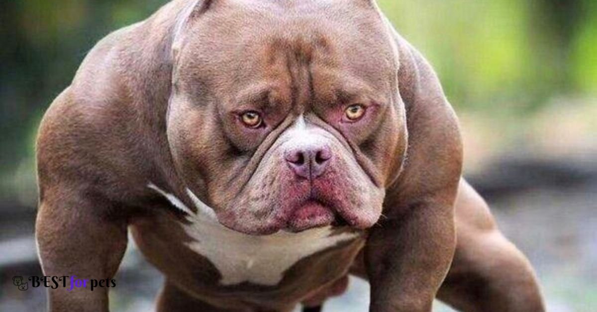 Scariest Dog Breeds In The World