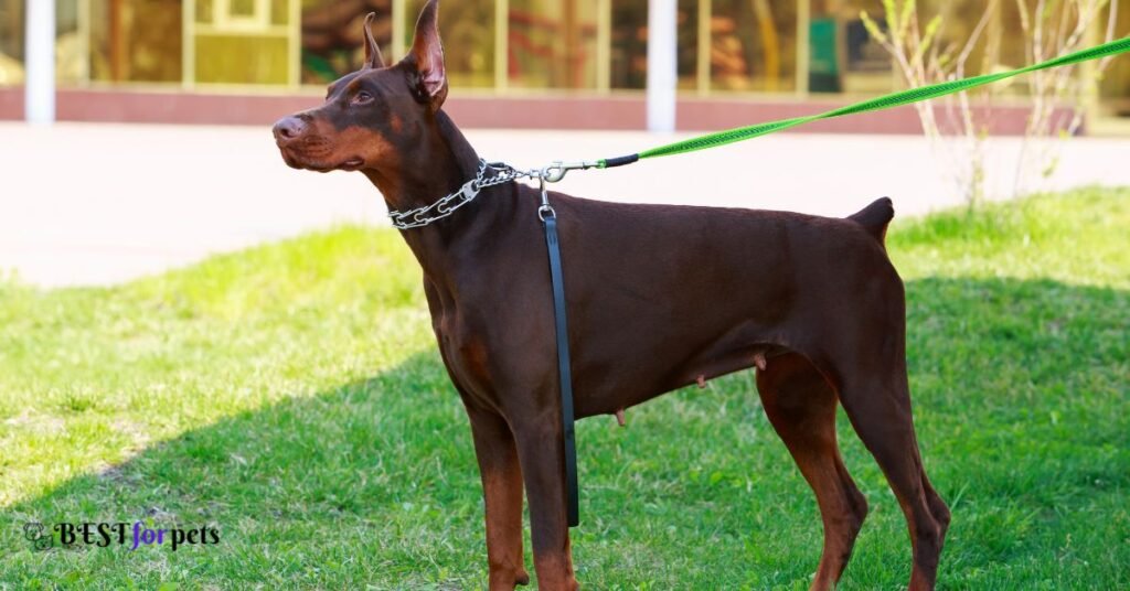Doberman Pinscher - Scariest Dog Breed