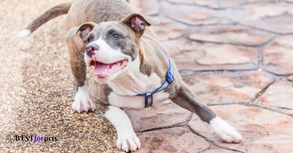 Pitbull- Scariest Dog Breed
