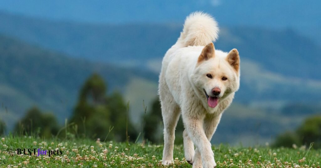 Akita- Scariest Dog Breed