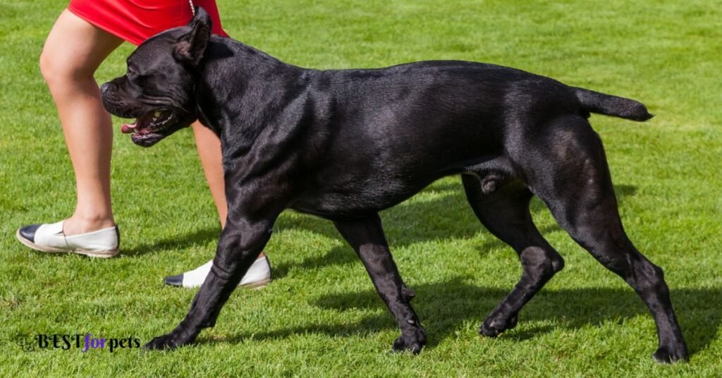 Cane Corso- Scariest Dog Breed