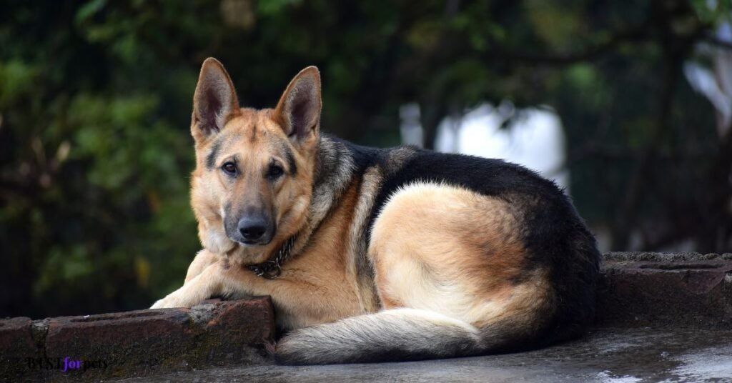 German Shepherd- Smartest Dog Breed In The World
