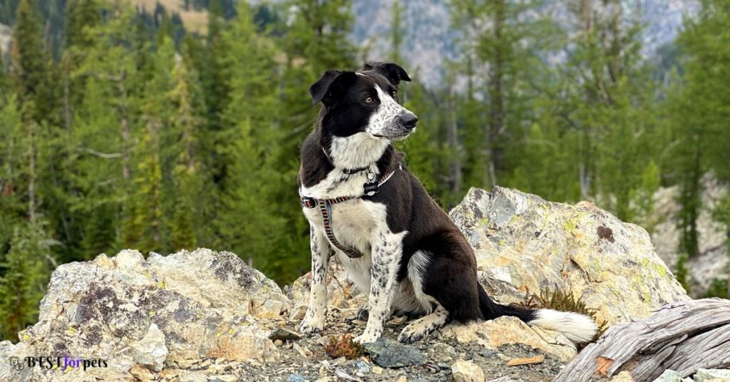 Border Collie- Smartest Dog Breed In The World