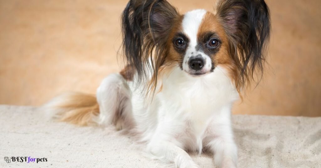 Papillon - Smartest Dog Breed In The World