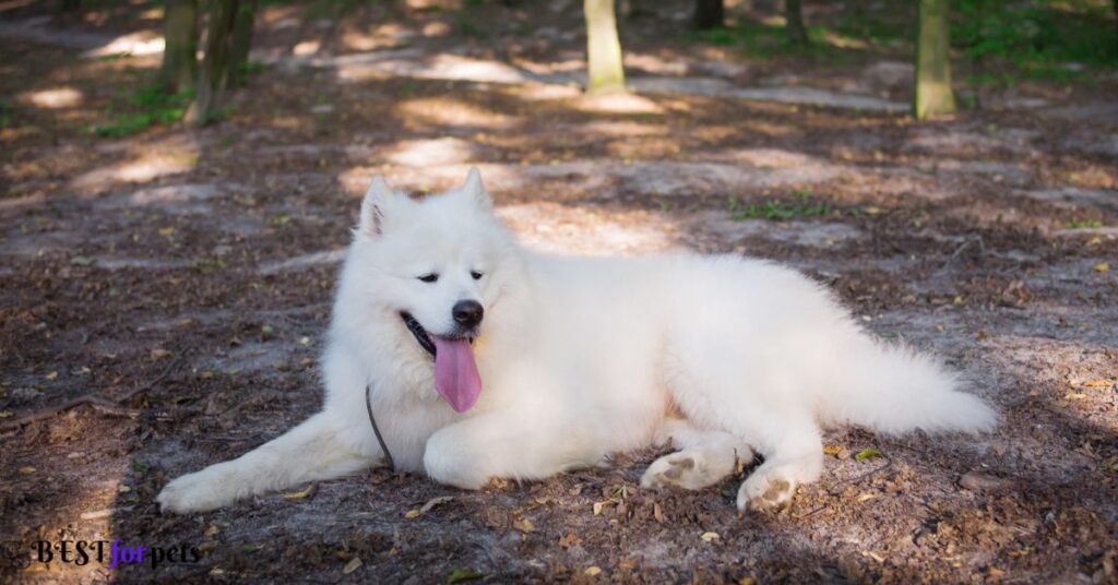 Samoyed - White Dog Breeds In The World