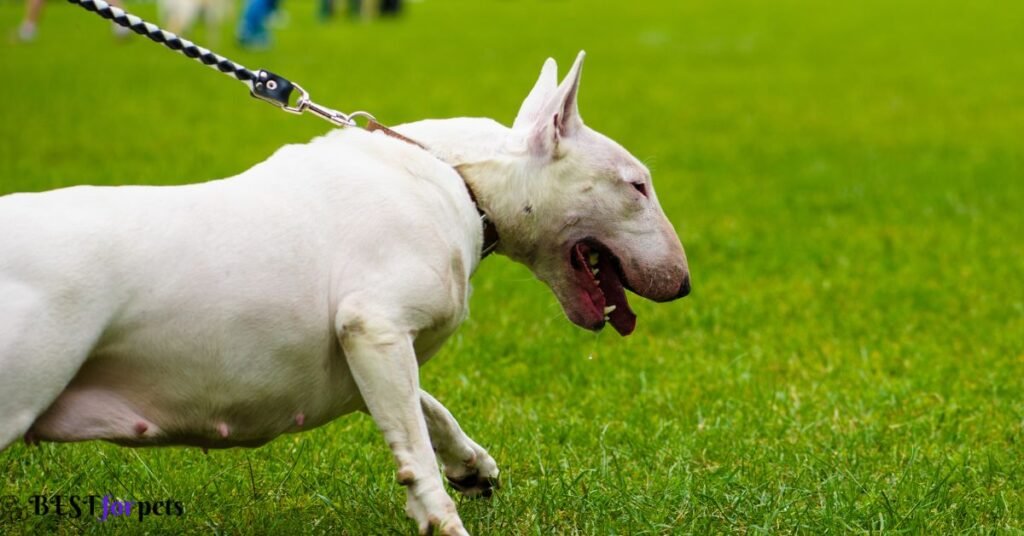 Bull Terrier- White Dog Breeds In The World