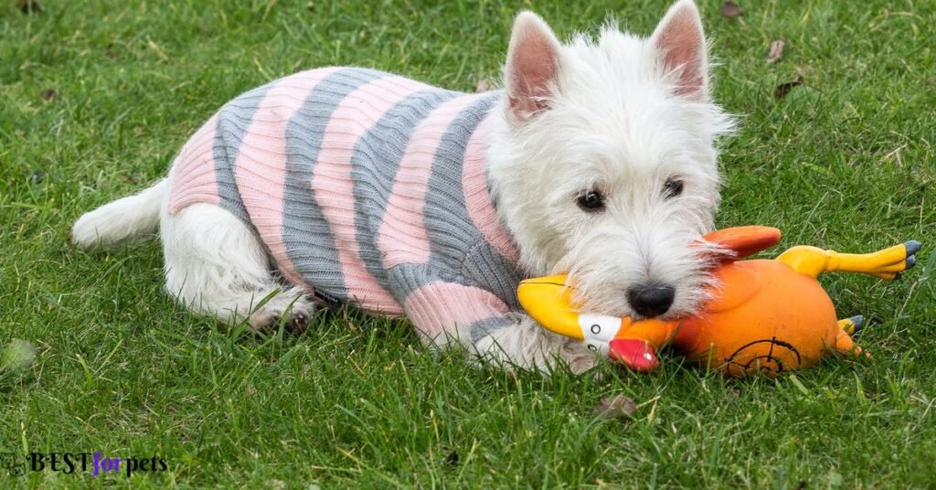 West Highland White Terrier- White Dog Breeds In The World