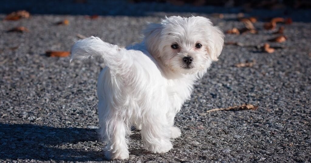 Maltese- White Dog Breeds In The World
