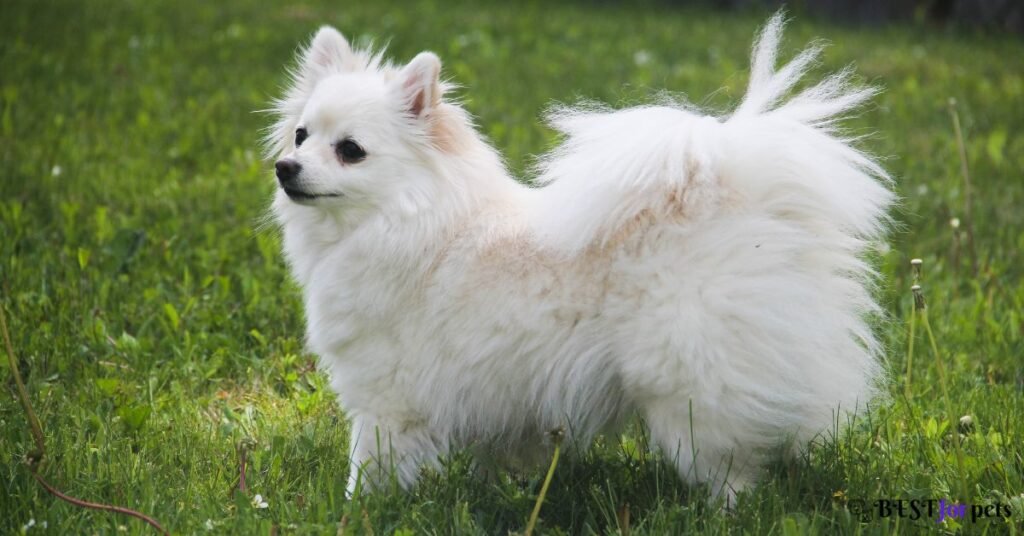 American Eskimo Dog- White Dog Breeds In The World