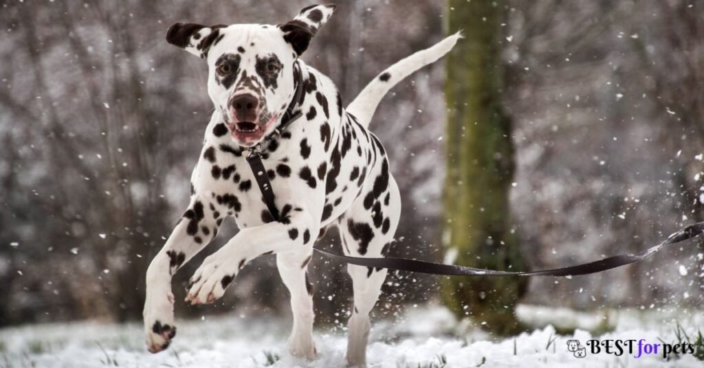 Dalmatian- White Dog Breeds In The World