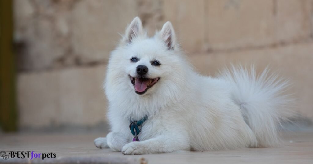 Japanese Spitz- White Dog Breeds In The World