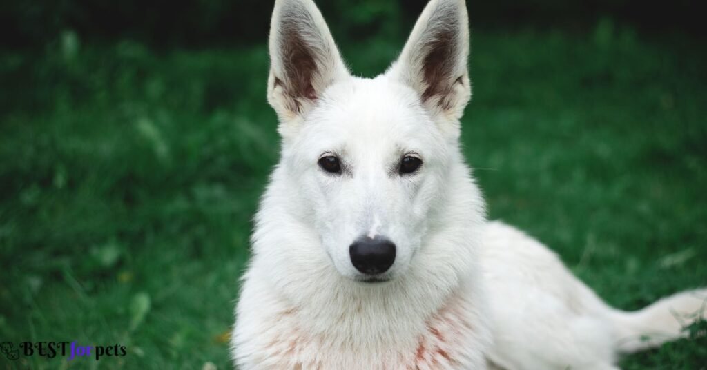White German Shepherd - White Dog Breeds In The World