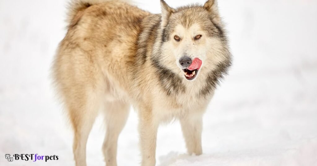 Wolf Dog Vs Husky