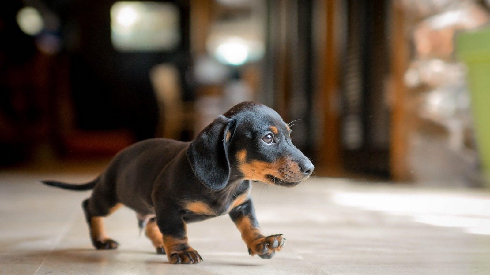 Best Dog Breeds For Small Homes