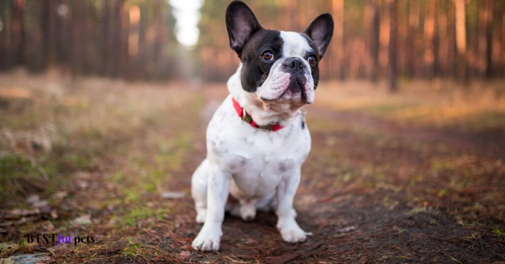 French Bulldog - Most Loyal Dog Breed In The World