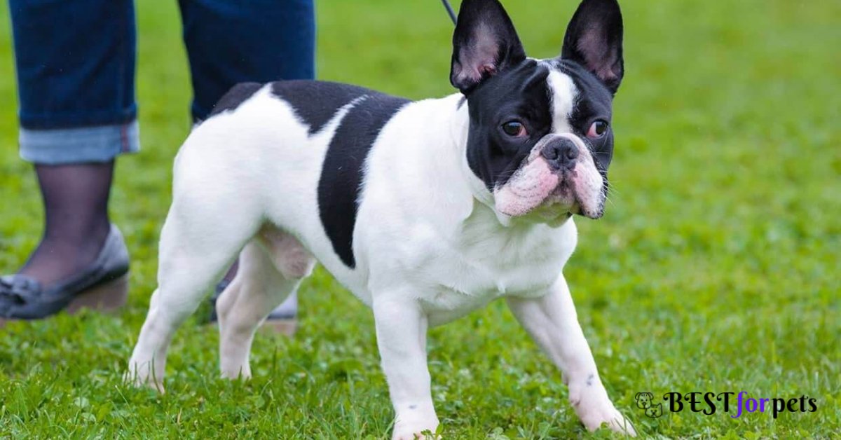 Boston Terrier- Most Loyal Dog Breed In The World