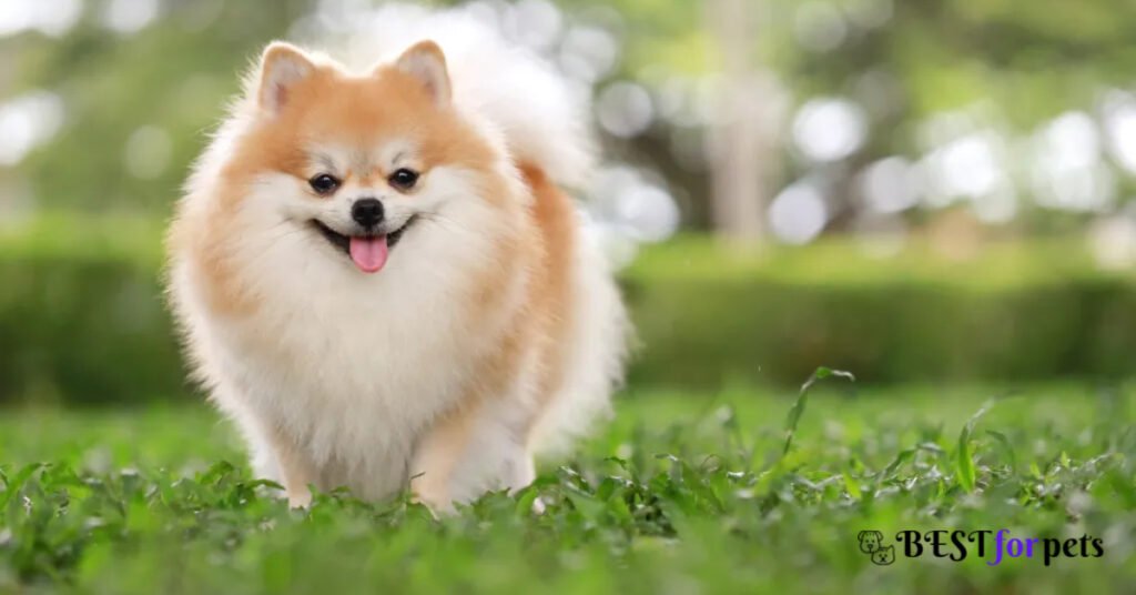Pomeranian- Most Loyal Dog Breed In The World