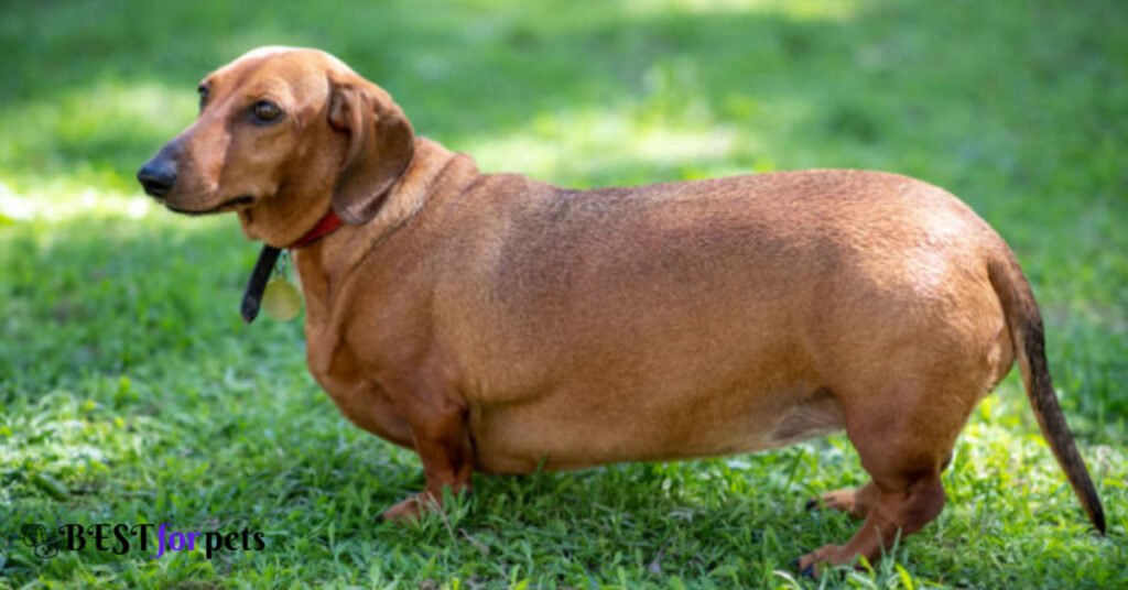 Dachshund- Most Loyal Dog Breed In The World