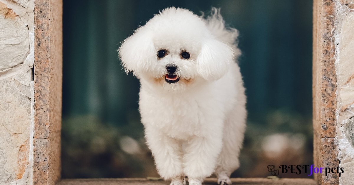 Bichon Frise - Most Loyal Dog Breed In The World