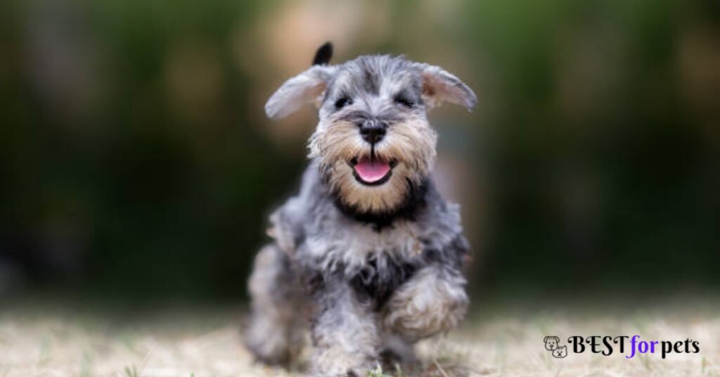 Miniature Schnauzer - Most Loyal Dog Breed In The World