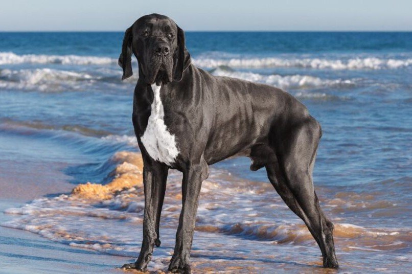 Great Dane -Biggest Dog Breed In The World