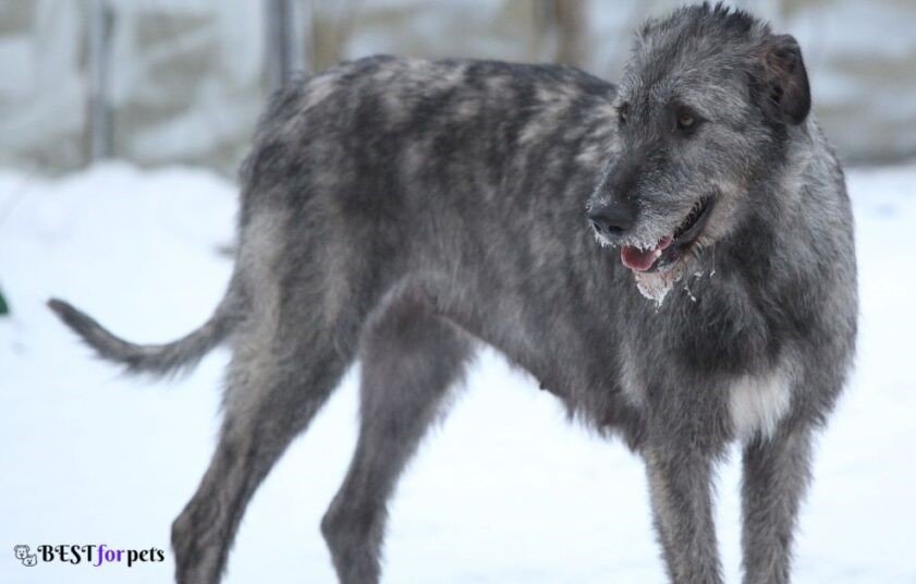Irish Wolfhound-Biggest Dog Breed In The World
