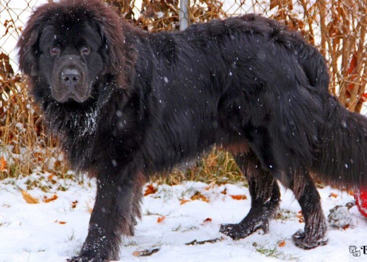 Newfoundland-Biggest Dog Breed In The World