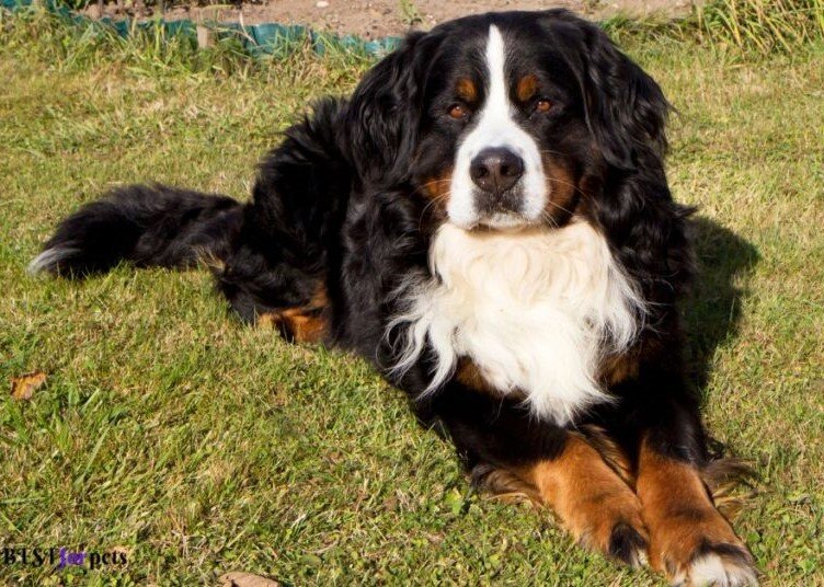 Bernese Mountain Dog-Biggest Dog Breed In The World